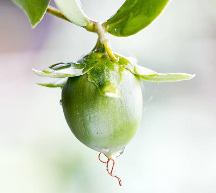 Huile hydratante anti-rides extraite du fruit de jojoba